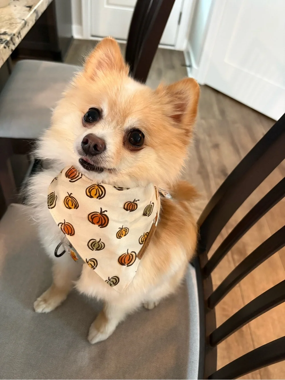 Sniff and Bark Pumpkin Print Bandana  - - Cream/Orange
